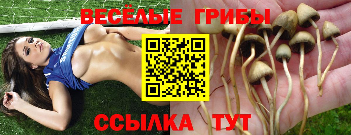 Псилоцибиновые грибы Psilocybine cubensis  Вход с VPN  Осинники 